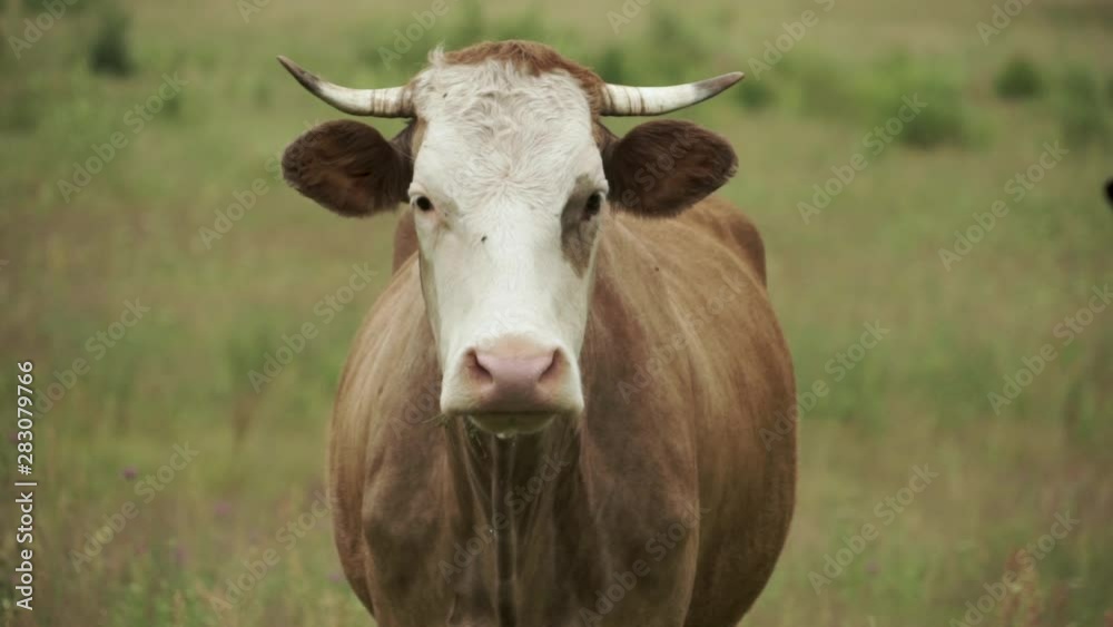 Cow looking into camera with flies on head and saliva dripping Cow looking into camera with flies on head and saliva dripping