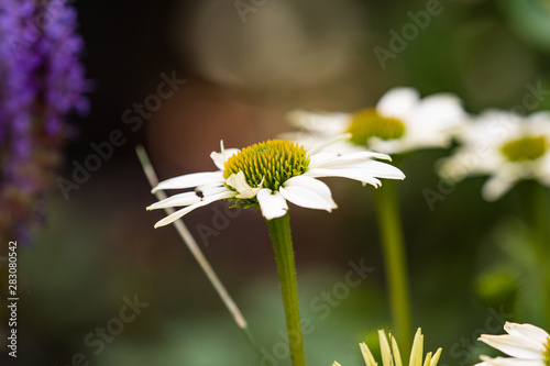 daisy in the grass