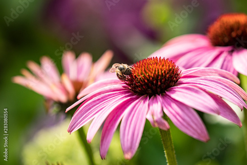 bee on a flower