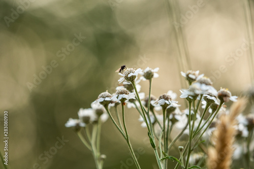 flowers on green background