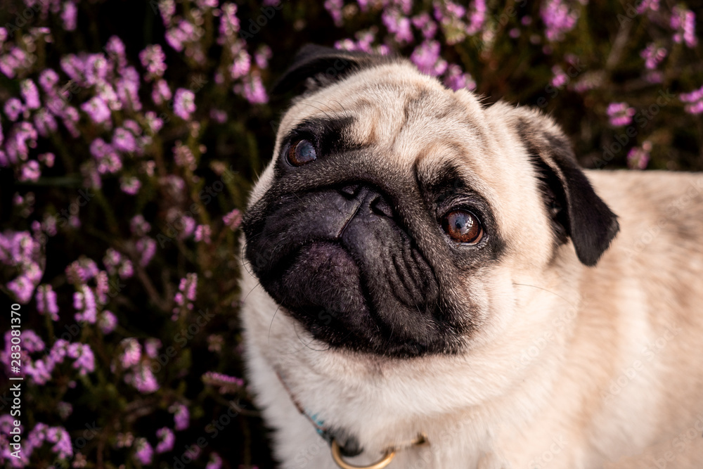 Obraz premium pug in front of a black background