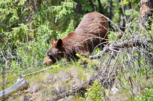 Brown Colored Black Bear in Jasper National Park