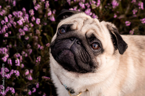 pug in front of a black bac...