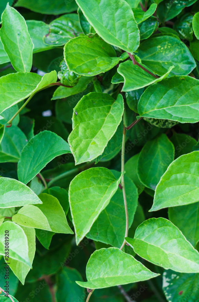Green vine from leaves of Chinese magnolia vine garden. Green vine from leaves of Chinese magnolia vine garden.