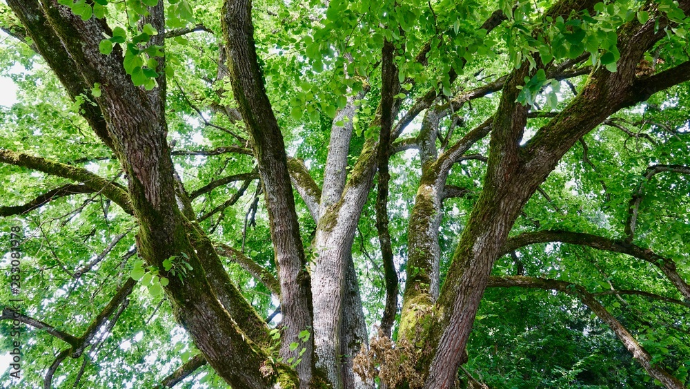 Baumäste, Verästelung von unten, Baum