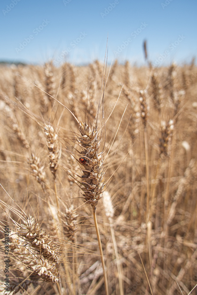 Fototapeta premium Campos de trigo