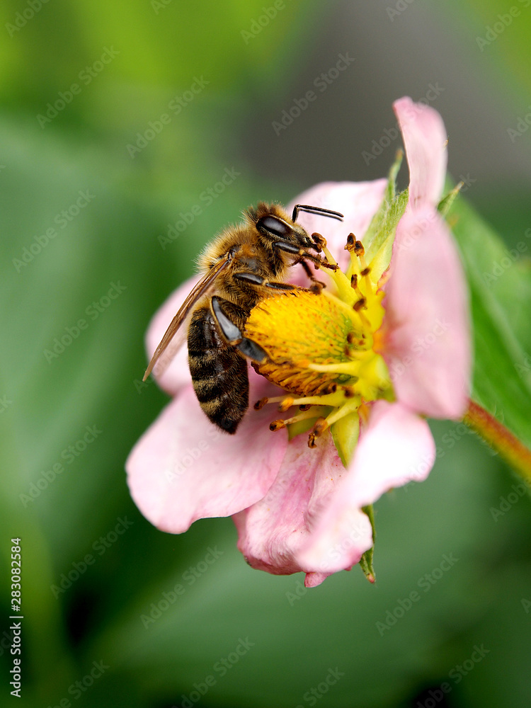 Biene auf Erdbeerblüte Biene auf Erdbeerblüte
