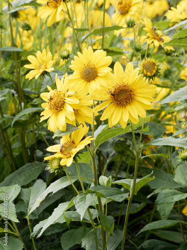 (Helianthus decapetalus 'Meteor') Tournesol à feuilles minces ou hélianthe à dix pétales jaune or et au coeur jaune orangé photo