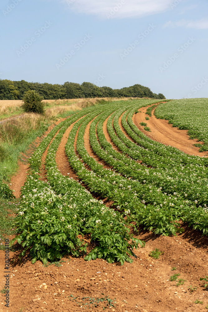 Gloucestershire, England, UK. August 2019.  A crop of Markies variety of potatoes growing in a field  near Ford in Gloucestershire