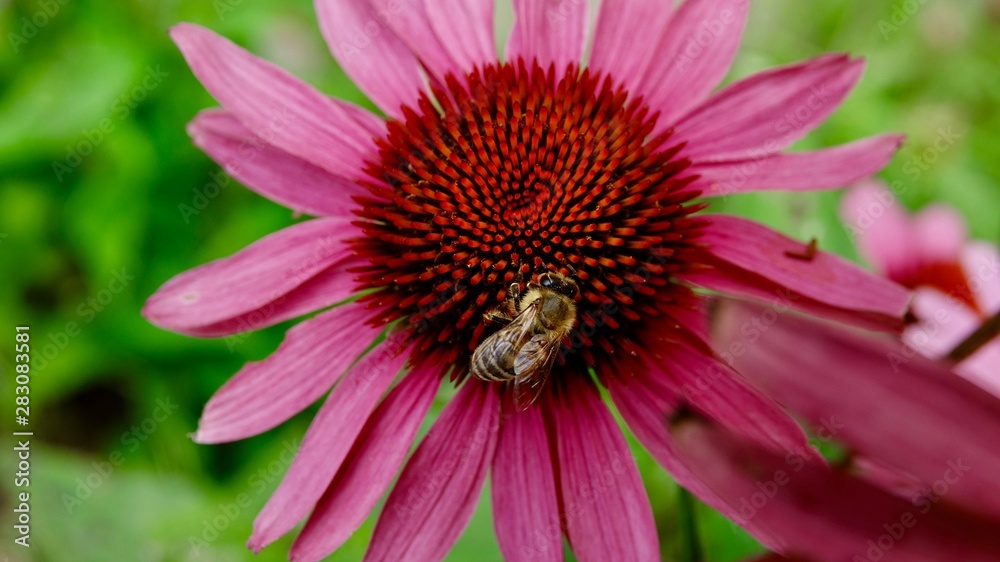 Echinacea, der Sonnenhut - Nahaufnahmen mit / ohne Biene Echinacea, der Sonnenhut - Nahaufnahmen mit / ohne Biene
