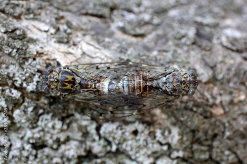 ACCOUPLEMENT DE CIGALE photo