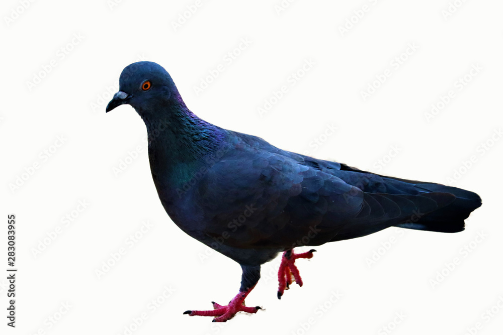 Obraz premium pigeon isolated