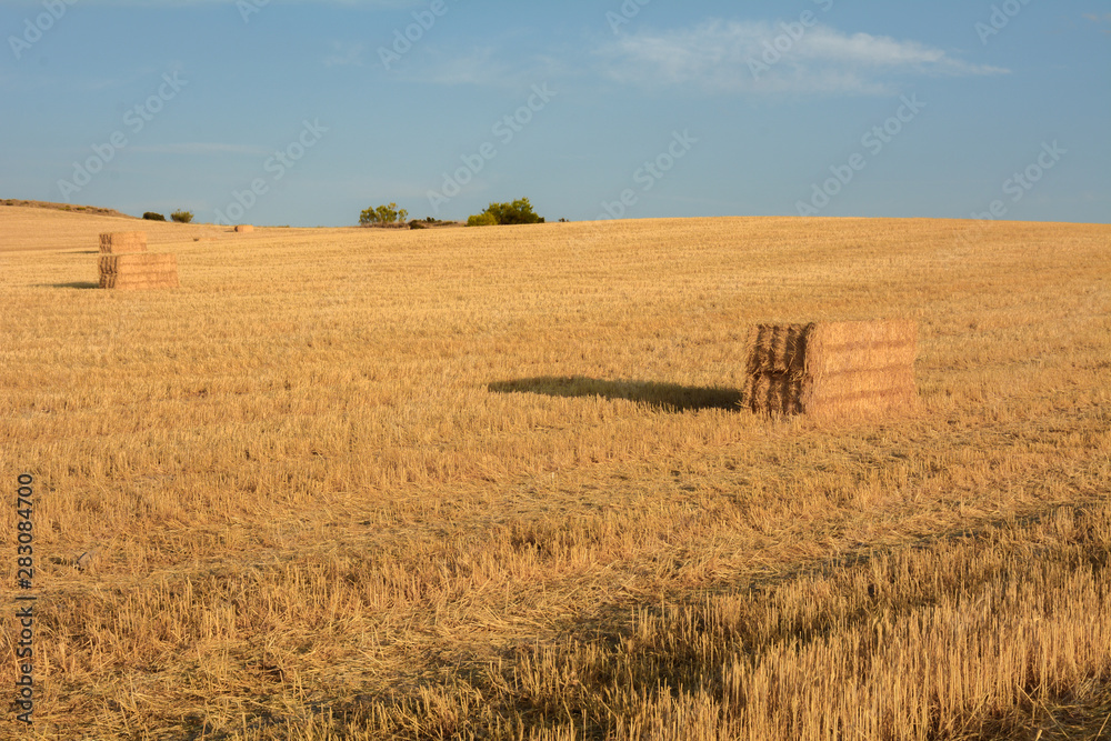 Fototapeta premium Trigo en campo