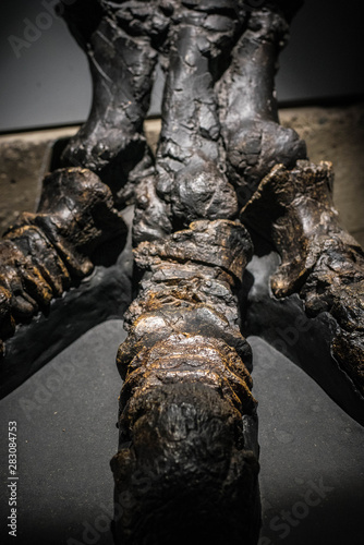 Wallpaper Mural pied préhistorique Torontodigital.ca