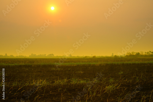 landscape grass field with sunrise