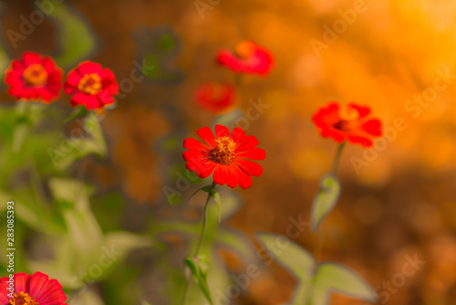 red flowers in the garden