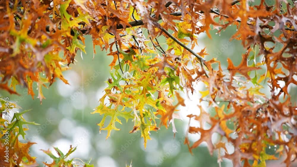 Closeup of autumn fall yellow orange and green colorful oak foliage leaves in Virginia in heavy rain with raindrops, drops falling raining Closeup of autumn fall yellow orange and green colorful oak foliage leaves in Virginia in heavy rain with raindrops, drops falling raining