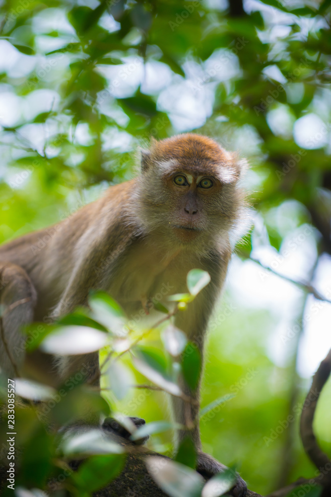 Crab eating macaque, Macaca fascicularis, Crab eating macaque, Macaca fascicularis,
