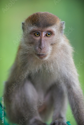 Crab eating macaque, Macaca fascicularis, © Krzysztof Wiktor