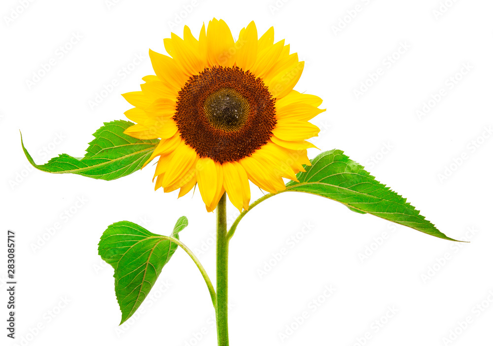 Fototapeta premium Drei Sonnenblumen isoliert auf weißem Hintergrund
