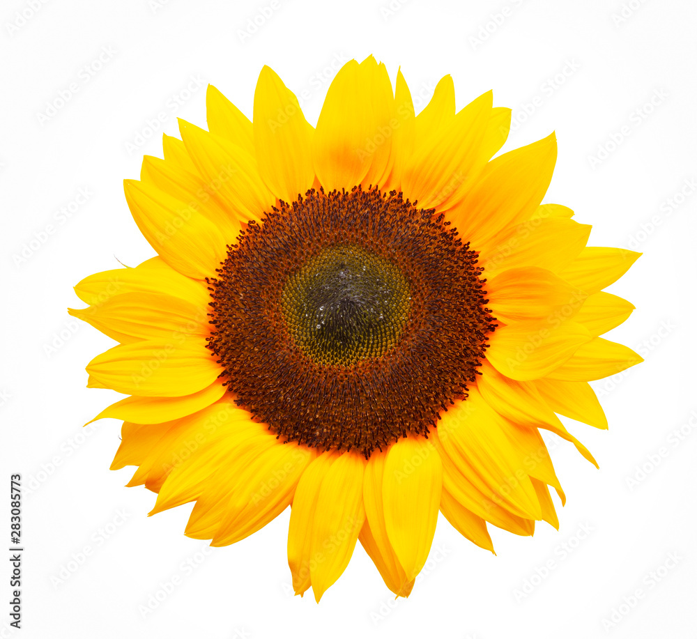 Drei Sonnenblumen isoliert auf weißem Hintergrund Drei Sonnenblumen isoliert auf weißem Hintergrund