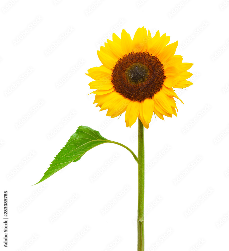 Fototapeta premium Drei Sonnenblumen isoliert auf weißem Hintergrund