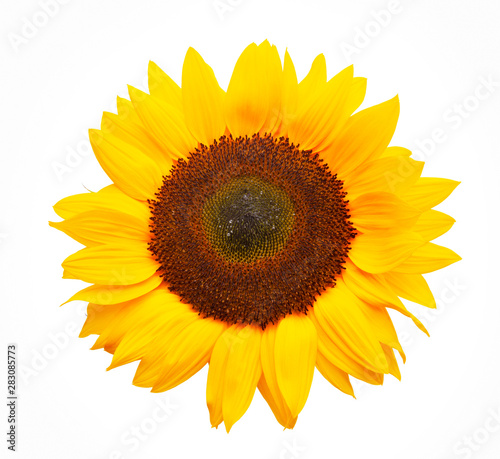 Drei Sonnenblumen isoliert auf weißem Hintergrund