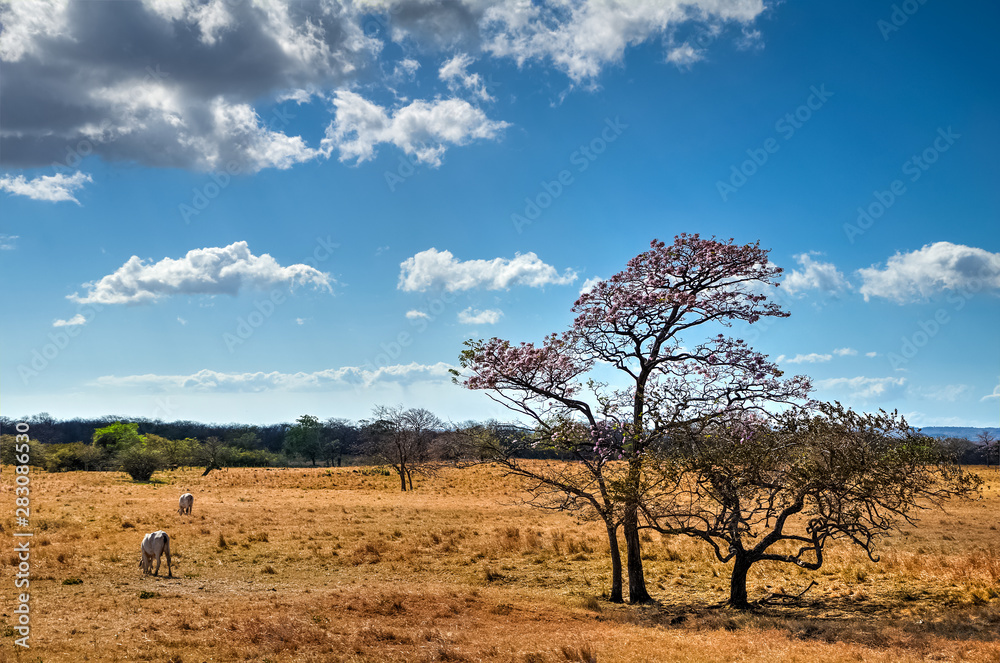 The plains of Guanacaste during dry season. Costa rica. Stock Photo Adobe Stock