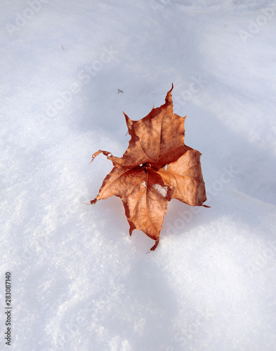 Yellow autumn leaf on snow close up