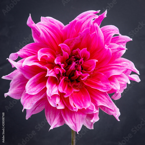 'Emory Paul' Dinner Plate Dahlia