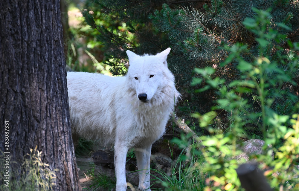 Obraz premium white wolf in the forest