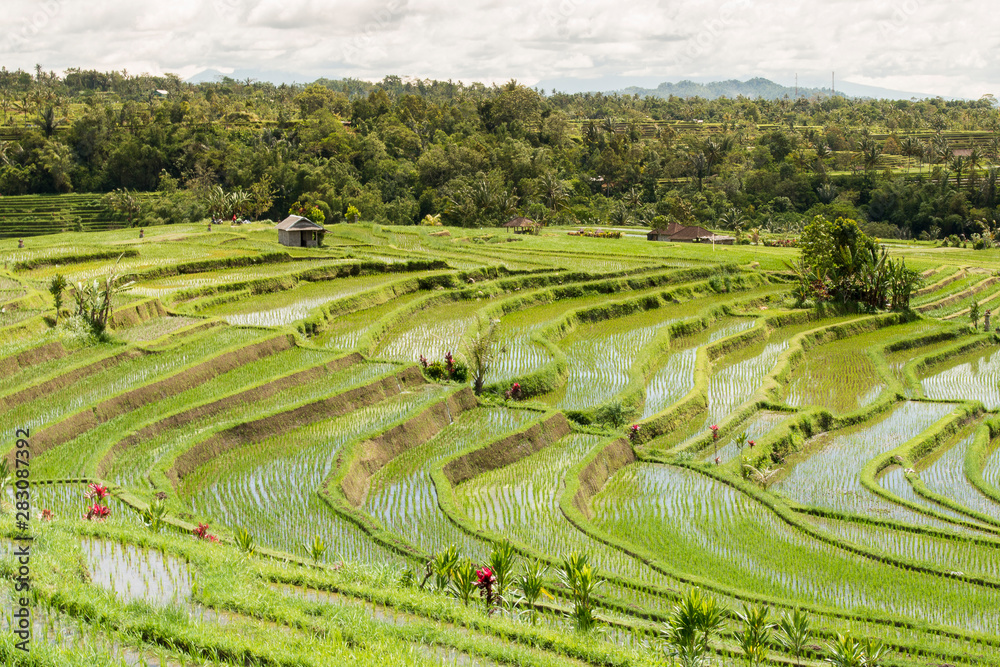 Jatiluwih rice terrace