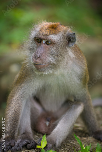 Crab eating macaque, Macaca fascicularis,Male © Krzysztof Wiktor