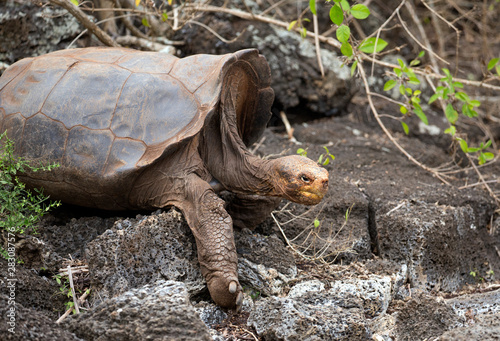 Famous Diego on San Cristobal island, Galapagos