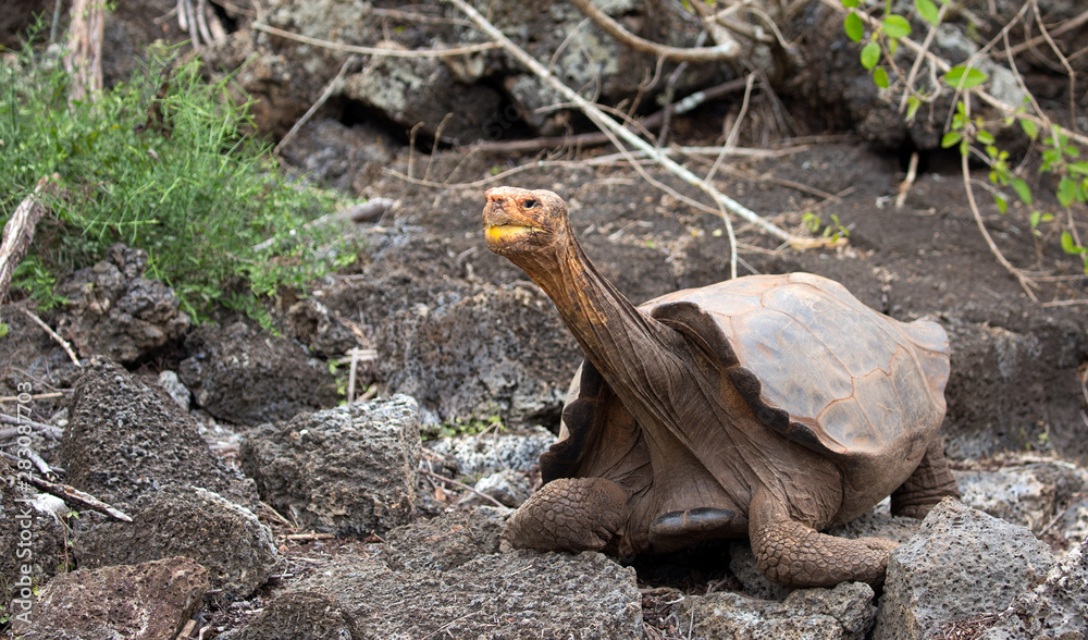Famous Diego on San Cristobal island, Galapagos Famous Diego on San Cristobal island, Galapagos