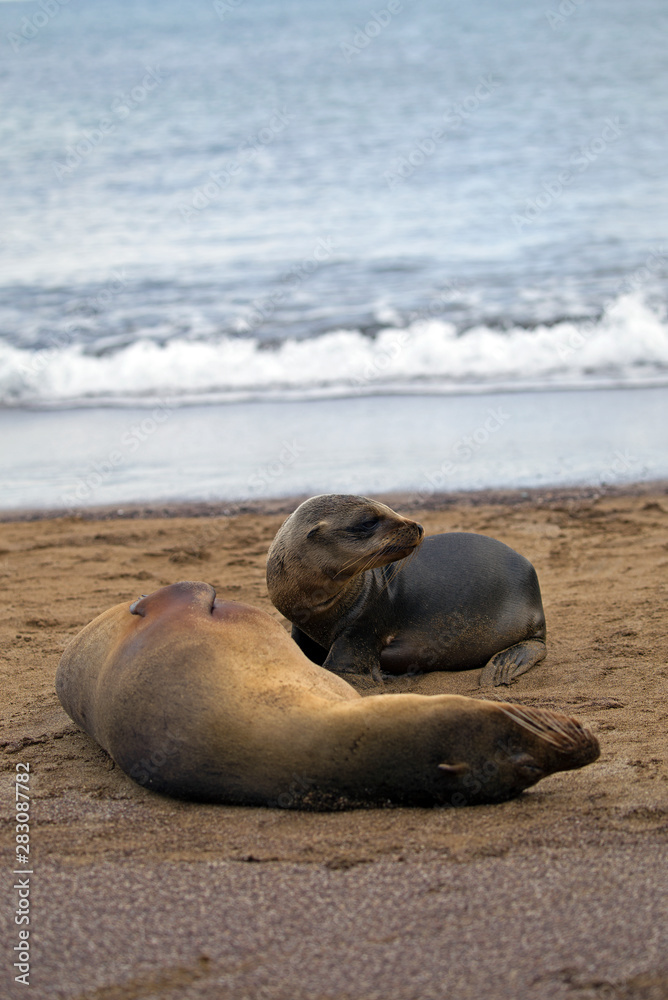 Fototapeta premium Sea lion from Galapagos islands