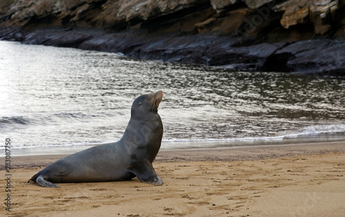 Sea lion from Galapagos islands