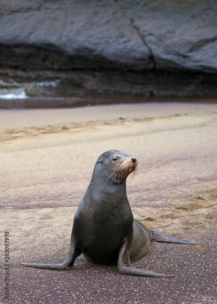 Fototapeta premium Sea lion from Galapagos islands
