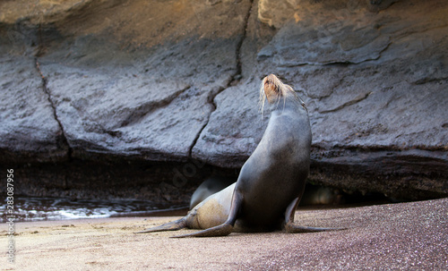 Sea lion from Galapagos islands