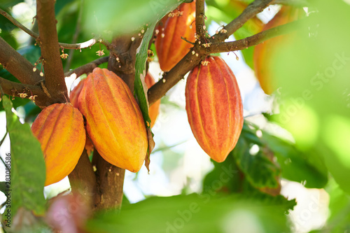 Cacao harvesting theme photo