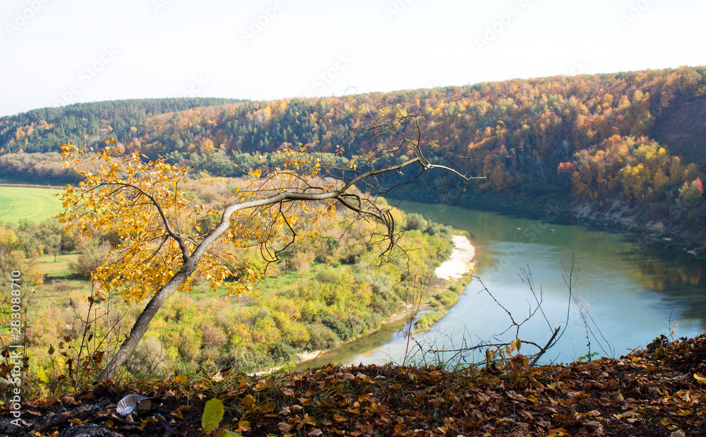 Wide river at the bottom of the cliff.  Autumn forest, trees with yellow leaves.  Broken tree over a cliff.