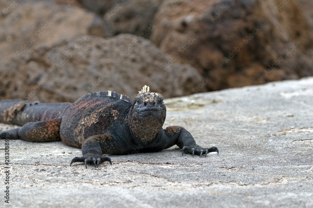 Galapagos marine iguana closeup Galapagos marine iguana closeup