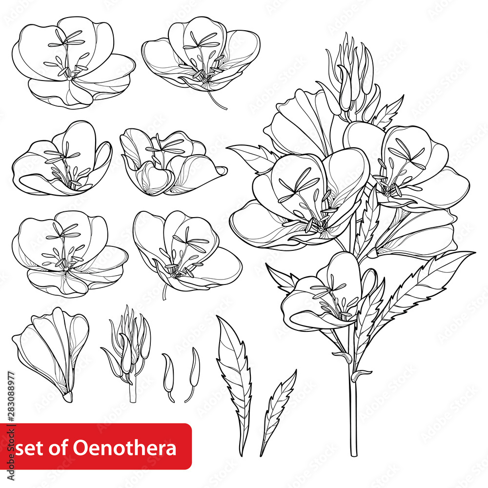 Set with outline ornate Oenothera or evening primrose flower bunch with bud and leaf in black isolated on white background. - obrazy, fototapety, plakaty 