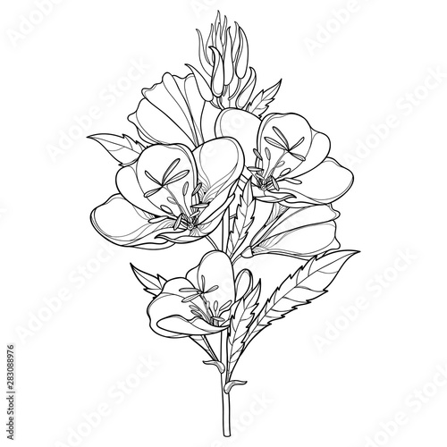 Stem of outline ornate Oenothera or evening primrose flower bunch with bud and leaf in black isolated on white background.