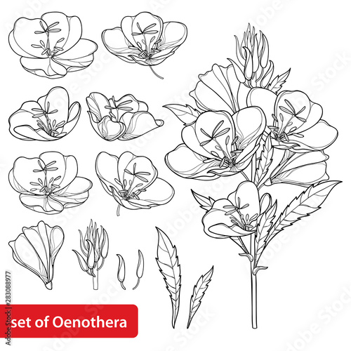 Set with outline ornate Oenothera or evening primrose flower bunch with bud and leaf in black isolated on white background. photo