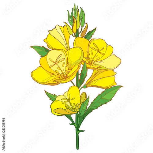 Stem of outline ornate Oenothera or evening primrose flower bunch with bud and leaf in yellow isolated on white background.