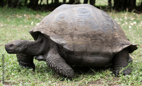 Giant tortoise taken on Galapagos islands