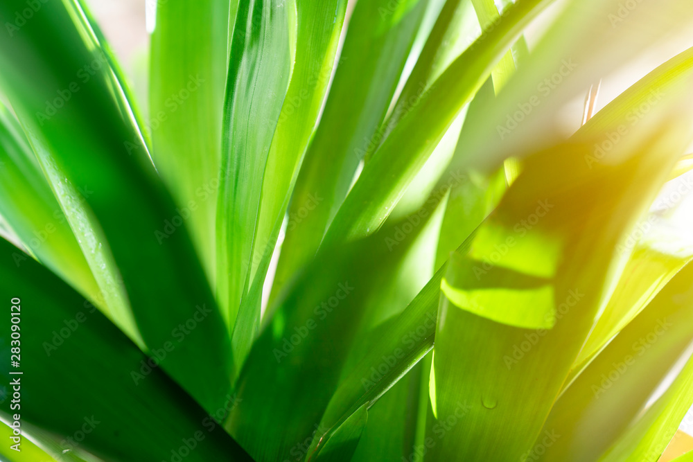 Close Up nature view of green leaf on blurred greenery background in garden at morning sunlight with copy space using as background natural green plants landscape, ecology, fresh wallpaper concept