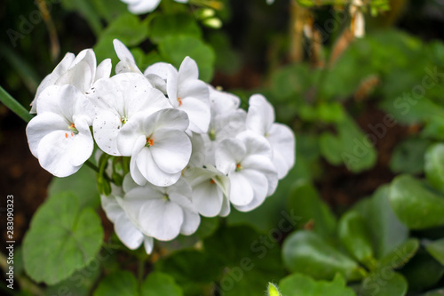 flor blanca tomada cerca a una playa