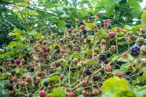 Blackberries ripening in the wild.